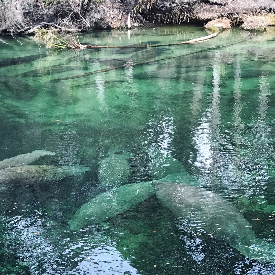 Visit the Manatee of Blue Spring State Park